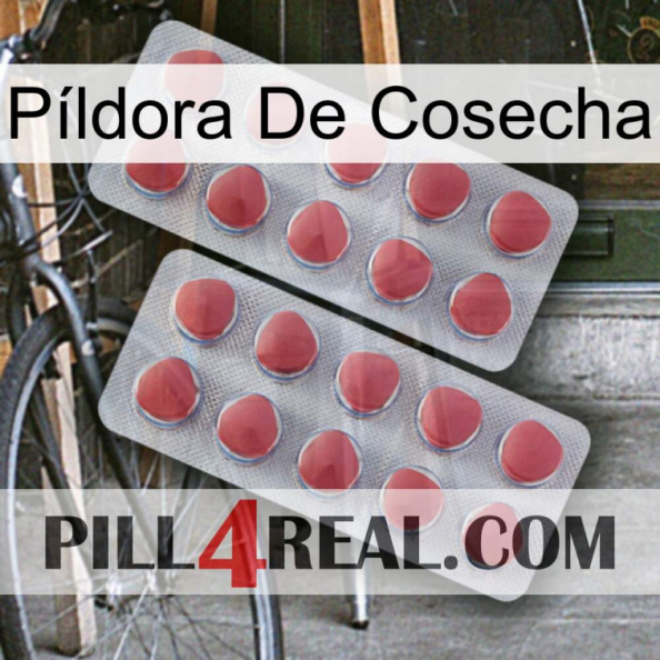 Píldora De Cosecha 19.jpg